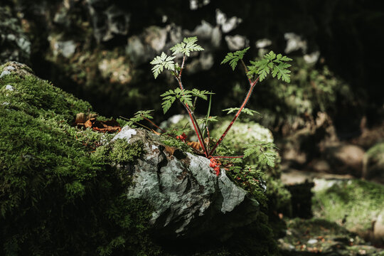 Life finds a way: plant growing from rock, resilience and hope

