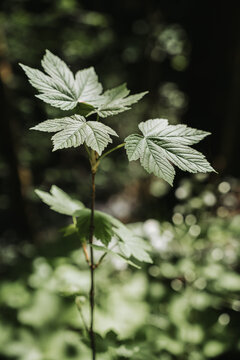Young sapling with backlit leaves growing in forest, close-up