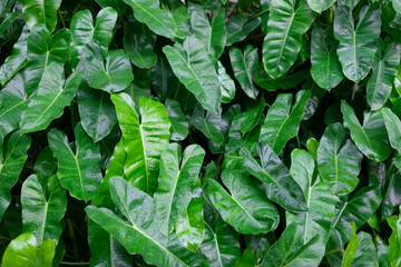 Philodendron Burle Marx plant leaves © Irkham