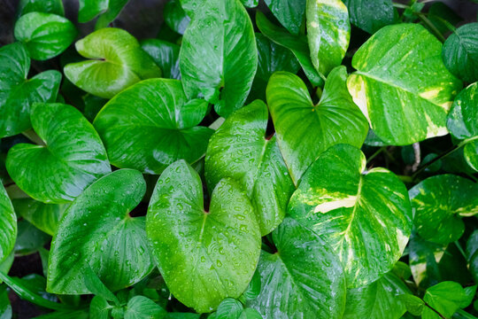Green leaves of homalomena and Epipremnum aureum plants