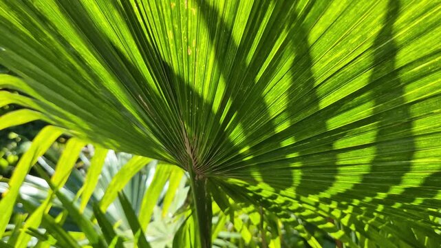 Close up of vibrant green fan palm leaves in bright sunlight with natural shadows in a tropical garden