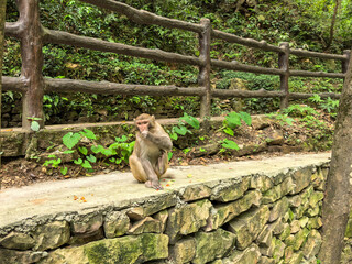 A Zhangjiajie macaque sits on a stone ledge in a lush forest, calmly eating a piece of fruit. © tsb
