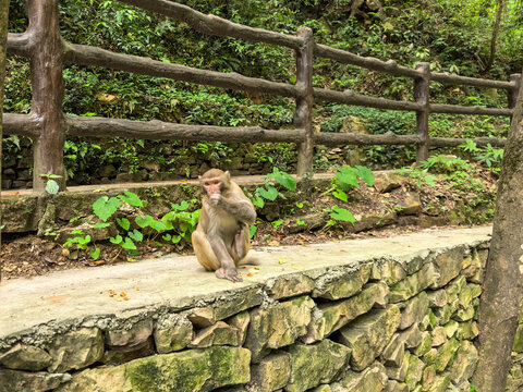 A Zhangjiajie macaque sits on a stone ledge in a lush forest, calmly eating a piece of fruit.