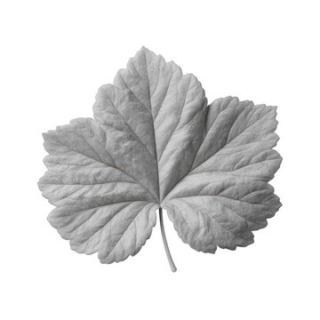 Single leaf rubbing paper, isolated on transparent background