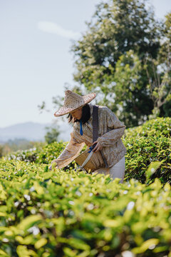 Tea Picking in a Field During a Sunny Day in the Mountains