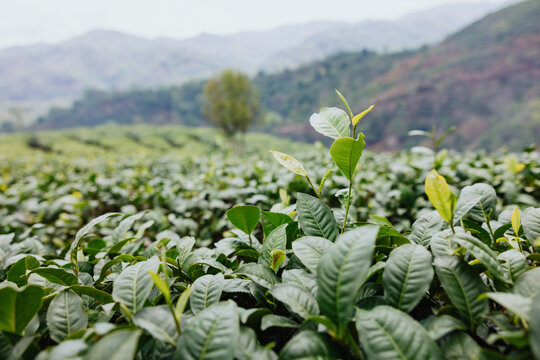 Fresh Tea Leaves Growing in Mountain Tea Plantation