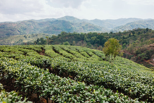Tea Plantation on Mountain Hillside Landscape