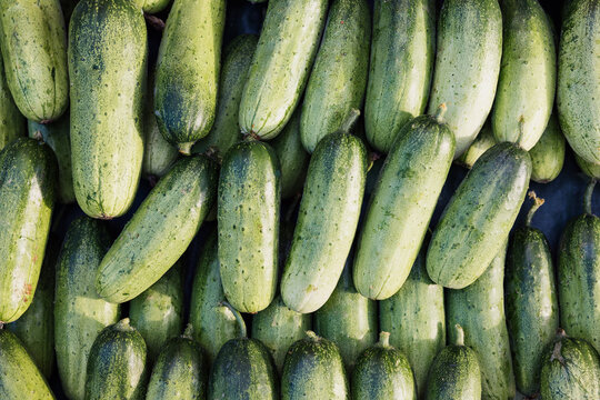 Fresh Green Zucchini Harvest Background