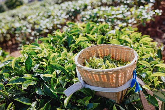 Tea Leaves Collected in a Basket at a Plantation During Daytime