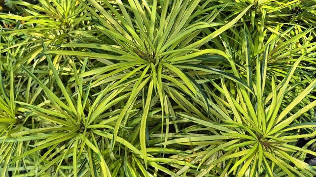 Vibrant Golden Yellow Osmoxylon Lineare Foliage in Bright Outdoor Sunlight