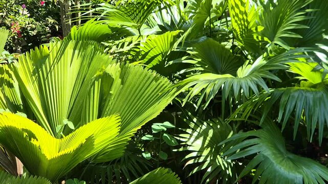 Close up of vibrant green fan palm leaves in bright sunlight with natural shadows in a tropical garden