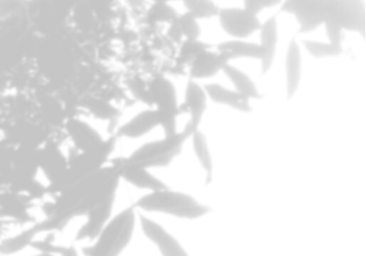 Natural light casts shadows from willow branches on a white background. Mockup