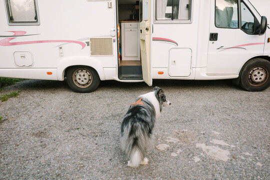 Border Collie By Motorhome