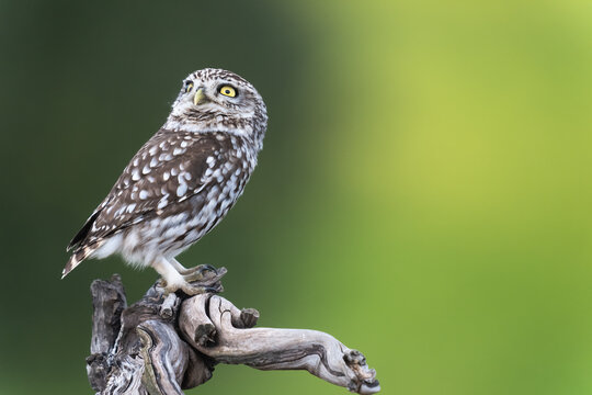 Little Owl Looking At The Sky On Green Background  
