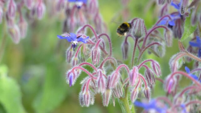 Female Early bumblebee foraging from flower to flower on Common Borage flowers in spring in a domestic garden. Bombus pratorum, Borago officinalis, Indre-et-Loire 37, r&eacute;gion Centre, France, Europe