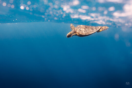 Turtle - Red Sea