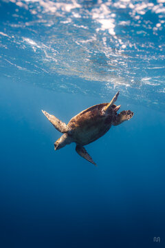 Turtle - Red Sea