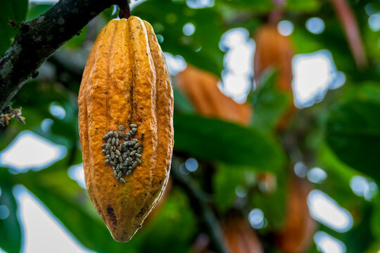 Ripe yellow cocoa pod hanging on tree infested with pest insects close up in agricultural farm