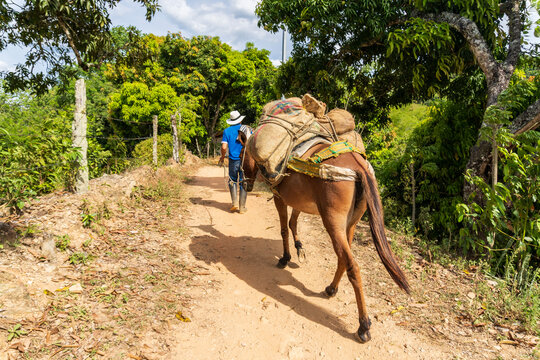 Rear view of a farmer and a pack mule carrying heavy burlap sacks loaded with cargo along a narrow rural dirt path surrounded by lush green trees and a rustic fence in the countryside