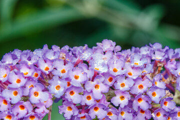 Kwiatostany budleji Dawida (Buddleja davidii), znanej jako motyli krzew. Piękne, fioletowe kwiaty symbolizujące bioróżnorodność, przyciągające owady zapylające do ogrodu. Idealne do projektów przyrodn © Henryk Niestrój