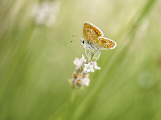 Motyl z rodziny modraszkowatych (Lycaenidae) odpoczywający na kłosie kwiatów. Makro fotografia w delikatnych barwach. Symbol lekkości natury i ochrony bioróżnorodności w środowisku. © Henryk Niestrój
