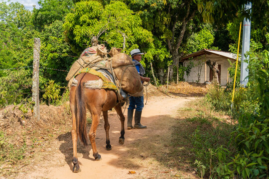 Rear view of a farmer and a pack mule carrying heavy burlap sacks loaded with cargo along a narrow rural dirt path surrounded by lush green trees and a rustic fence in the countryside
