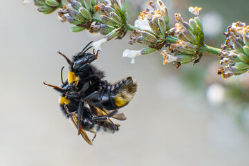 Zbliżenie na trzmiela (Bombus sp.) zbierającego nektar z lawendy. Fotografia makro podkreślająca rolę zapylaczy w ekosystemie oraz potrzebę ochrony dzikiej przyrody w słoneczny letni dzień w ogrodzie. © Henryk Niestrój