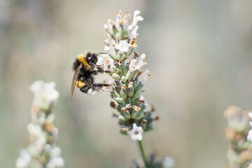 Zbliżenie na trzmiela (Bombus sp.) zbierającego nektar z lawendy. Fotografia makro podkreślająca rolę zapylaczy w ekosystemie oraz potrzebę ochrony dzikiej przyrody w słoneczny letni dzień w ogrodzie. © Henryk Niestrój