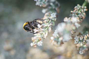 Zbliżenie na trzmiela (Bombus sp.) zbierającego nektar z lawendy. Fotografia makro podkreślająca rolę zapylaczy w ekosystemie oraz potrzebę ochrony dzikiej przyrody w słoneczny letni dzień w ogrodzie. © Henryk Niestrój
