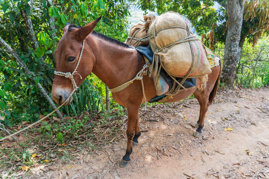 Brown pack mule tied to a wooden fence post on a traditional rural farm in Colombia and lush green landscape