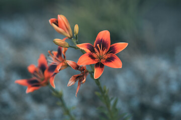 Kwitnące lilie (Lilium) w ogrodzie. Makrofotografia letnich kwiatów o żywych kolorach. Symbol natury, świeżości i elegancji, idealny do projektów florystycznych i ekologicznych. © Henryk Niestrój