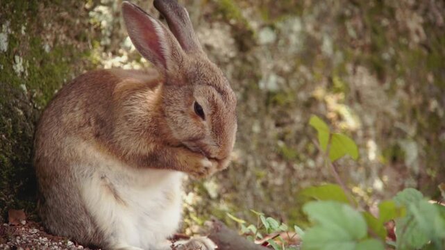 Rabbit Cleaning Paws Closeup 4k Telephoto Shot of Oryctolagus Cuniculus Grooming Beside Mossy Rock in Peaceful Japanese Forest Setting Calm Animal Behavior Footage