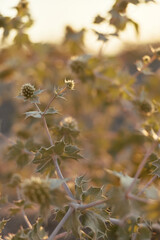 Obraz premium Golden hour thistles glow in a sunlit field as delicate stems sway gently, casting warm tones across the scene and conveying a calm, nature inspired moment of stillness.
