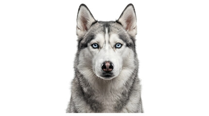 Siberian husky with striking blue eyes and thick gray coat gazes forward is shown as a PNG isolated on a transparent background © Inkartia