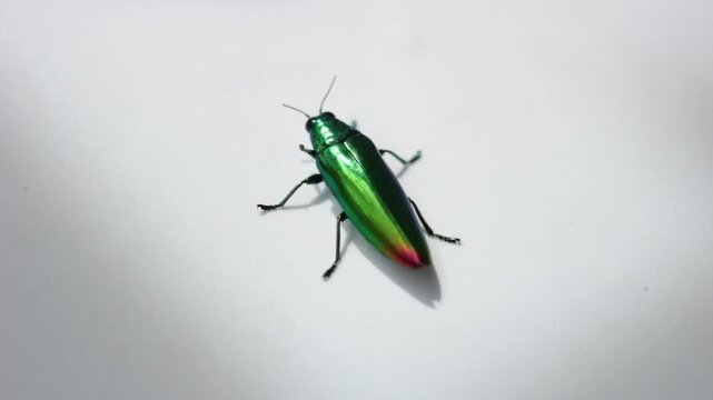 Close-up of a metallic green jewel beetle (family Buprestidae) on a white background. Iridescent tropical beetle showcasing vibrant colors, glossy exoskeleton, and intricate natural details.