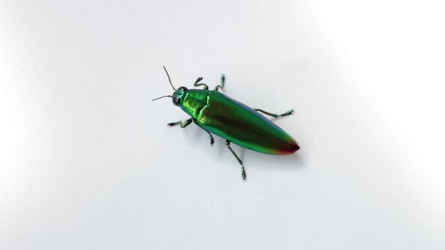 Close-up of a metallic green jewel beetle (family Buprestidae) on a white background. Iridescent tropical beetle showcasing vibrant colors, glossy exoskeleton, and intricate natural details.