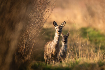 giraffe in the savannah © Darek