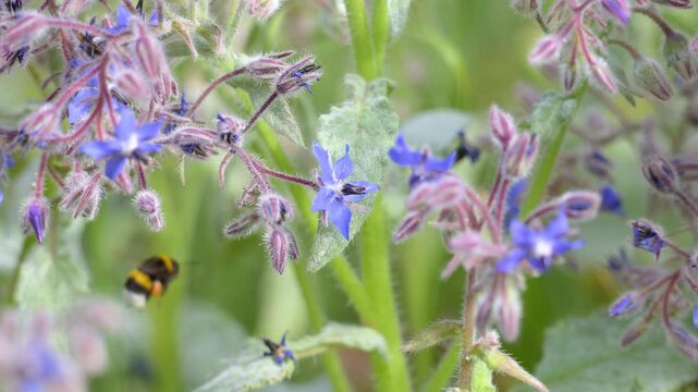 Early bumblebee foraging on a Common Borage flower and leaving at the arrival of a Buff tailed Bumblebee in spring. Bombus pratorum, Bombus terrestris, Borago officinalis, France, Europe