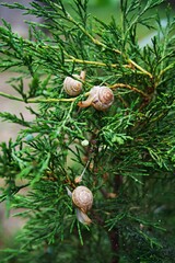Three small snails climbing on green branches of juniper bush outdoors © Iryna