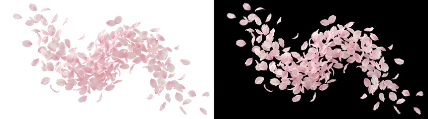 Cherry blossom petals falling gracefully in soft pink and white tones scattered across a flowing curved pattern PNG, Transparent and Black Background Versions for spring wedding designs © Tanay