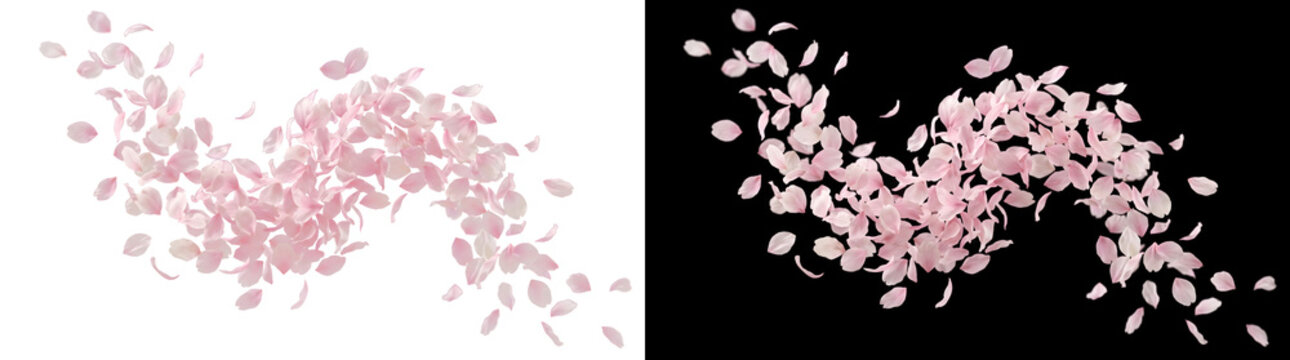 Cherry blossom petals falling gracefully in soft pink and white tones scattered across a flowing curved pattern PNG, Transparent and Black Background Versions for spring wedding designs