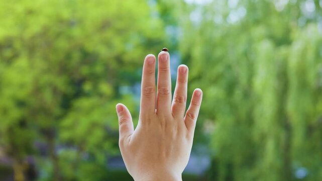 small ladybug crawls on the finger of a hand raised against a lush green nature background outdoors. Macro shot of an insect in wildlife. High quality 4k footage