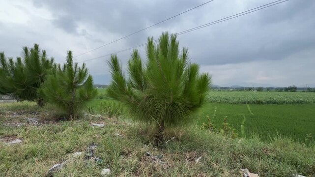 Young Chir Pine trees line a green field under an overcast sky.