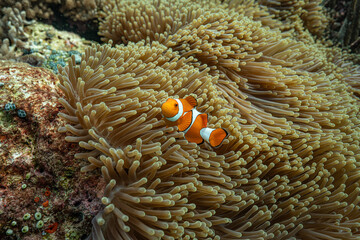 clown fish on coral reef © Bayu