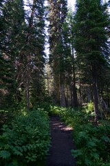 Fototapeta premium A Narrow Dirt Hiking Path Winding Through a Dense Canopy of Towering Conifer Trees and Lush Green Shrubbery in a Serene Wilderness Forest