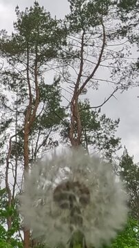 Tall pine trees filmed from ground level looking straight up, trunks stretching toward overcast sky. A white dandelion seed head appears in close-up foreground, then camera tilts to canopy.