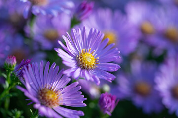 Fototapeta premium Floral background with flowering violet-blue bushy asters close up, aster flowers close up with dew drops blooming in early morning, violet blue asters blooming in garden in autumn time 