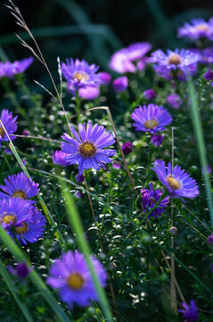 Violet blue bushy aster flowers with dew drops blooming in early morning, aster flowers close up in nature background, bushy asters flowers blooming in garden in autumn time 
