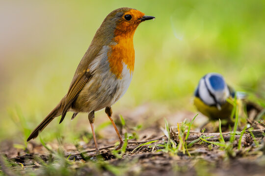 A European Robin forages on the ground at Ham Wall while a Blue Tit photobombs in the background &mdash; completely unbothered by the interruption.