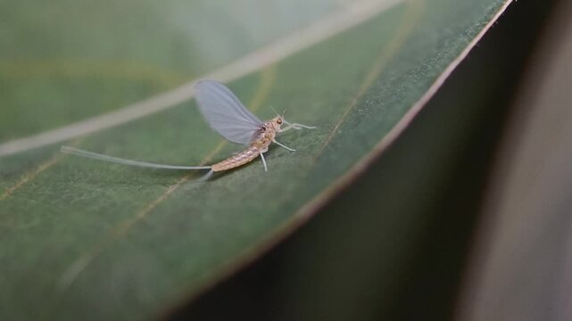 A macro of a delicate Mayfly (Ephemeroptera) perched on a green leaf at night. Illuminated by artificial LED light, highlights translucent wings, segmented body and waggling long, twin hair-like tails